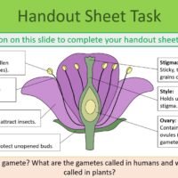Handout Sheet Activity