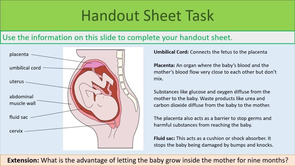 Handout Sheet Task