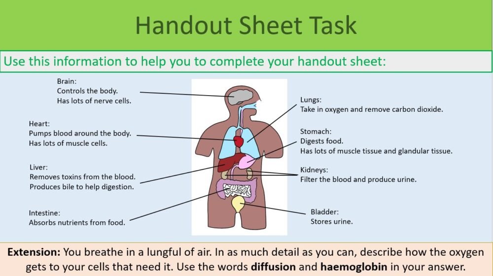 Handout sheet task