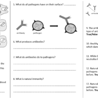 Immune System Worksheet