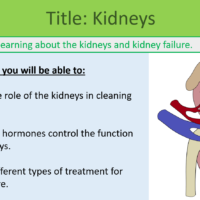 GCSE Biology Topic 5: Kidneys Lesson objectives