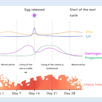 Menstrual Cycle Graphic