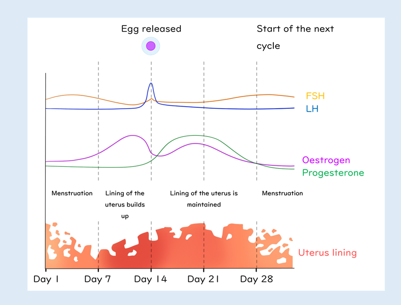 Menstrual Cycle Graphic