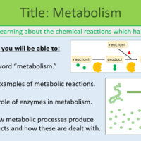 GCSE Biology Topic 4: Metabolism Lesson Objectives