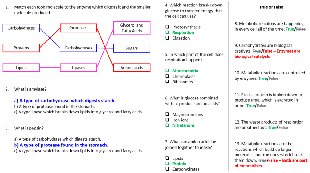 Metabolism Worksheet