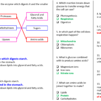 Metabolism Worksheet
