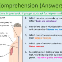 GCSE Biology Topic 5: Nervous System Comprehension Task