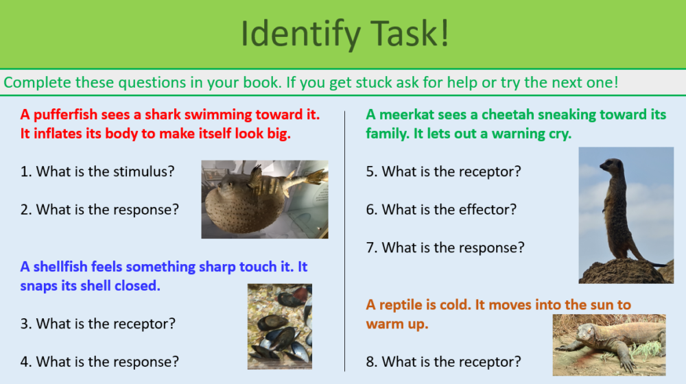 Nervous System Identify Task