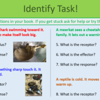 Nervous System Identify Task