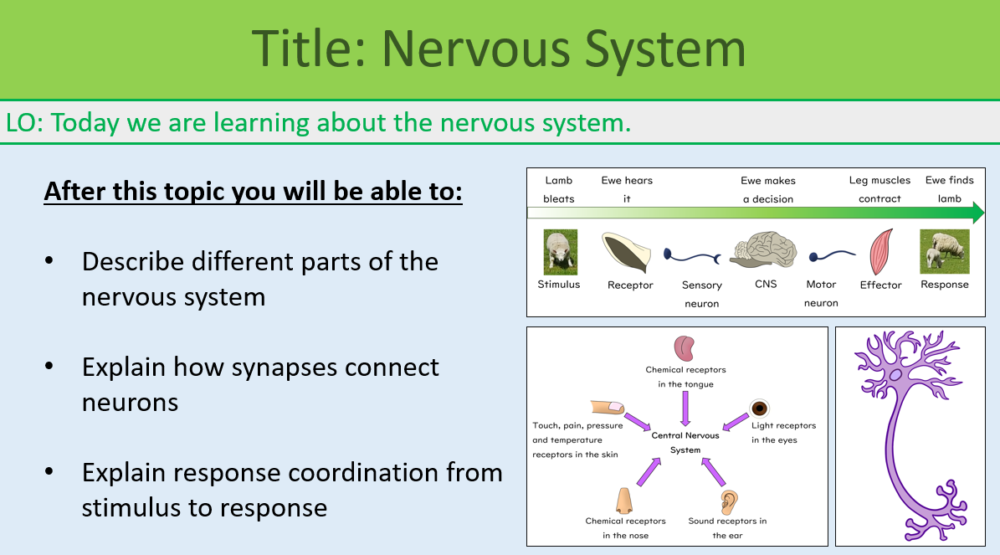 GCSE Biology Topic 5: Nervous System Learning Objectives