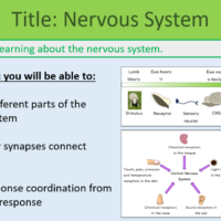 GCSE Biology Topic 5: Nervous System Learning Objectives