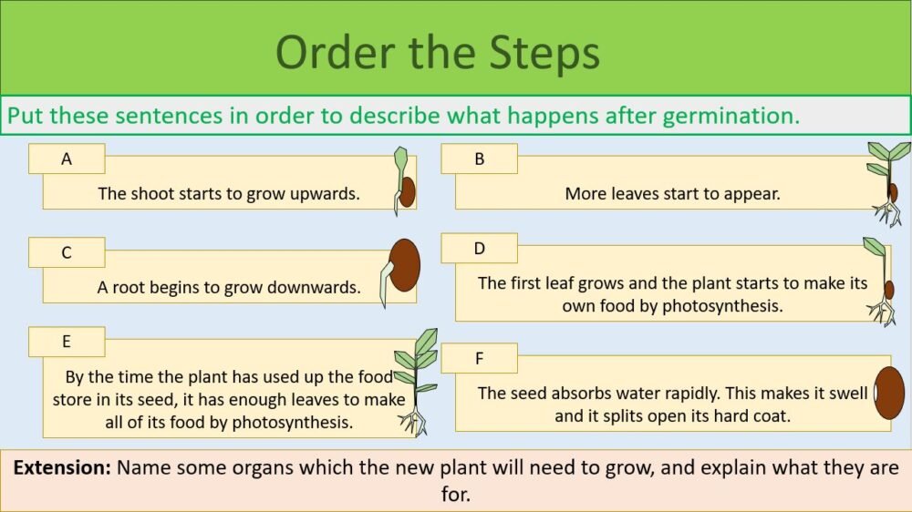 Order the Steps Activity