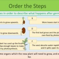 Order the Steps Activity