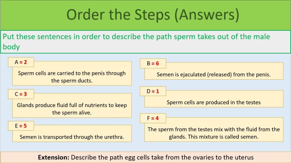 Order the steps task Order the steps task