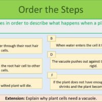 Order the steps activity