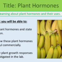 GCSE Biology Topic 5: Plant Hormones Discussion Exercise