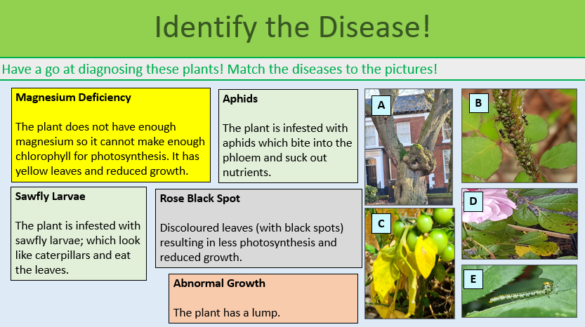 Plant diseases and defences Identify the Disease