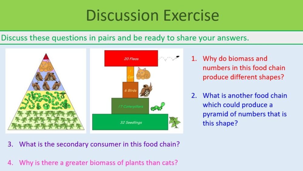 Pyramids of Biomass Discussion Exercise