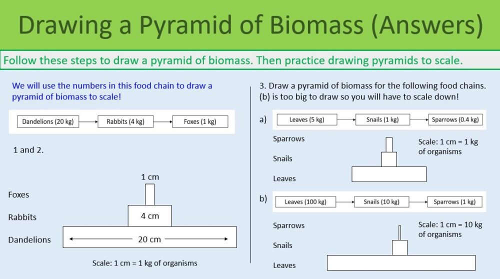 Pyramids of Biomass Drawing pyramid of Biomass