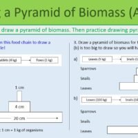 Pyramids of Biomass Drawing pyramid of Biomass