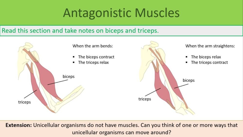 Reading Task with Ext Activity Reading Task with Ext Activity