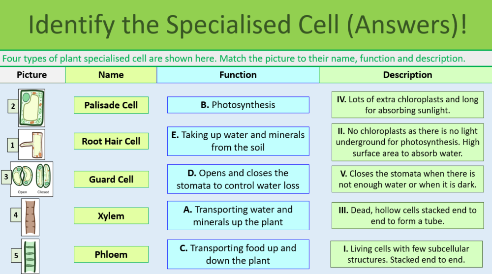 Rose Black Spot Case Study Identify the Specialist Cell Task