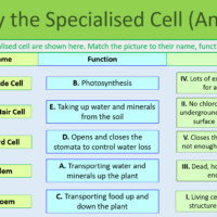 Rose Black Spot Case Study Identify the Specialist Cell Task