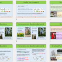 Thumbnail images of lesson slides