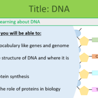 GCSE Biology Topic 6: DNA Learning Objectives