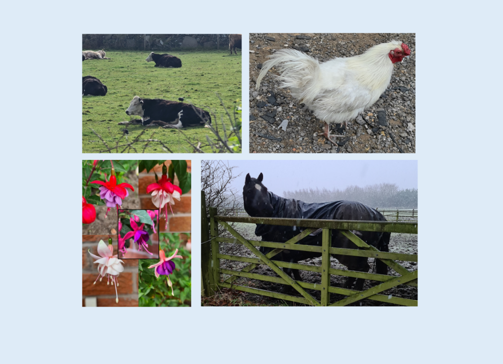 Selective Breeding Illustration