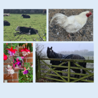 Selective Breeding Illustration