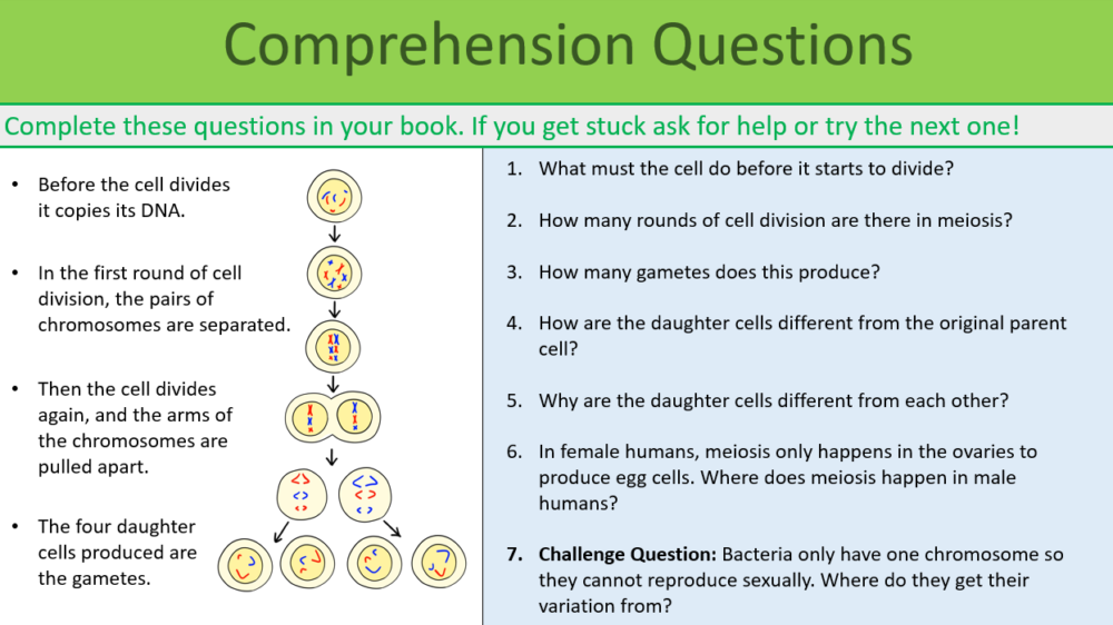 Sexual Reproduction Comprehension Questions