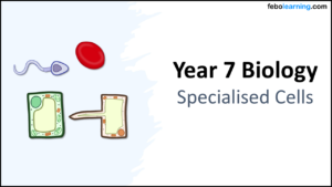 Specialised Cells Biology B1 Year-7 Title