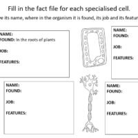 Specialised Cells Worksheet