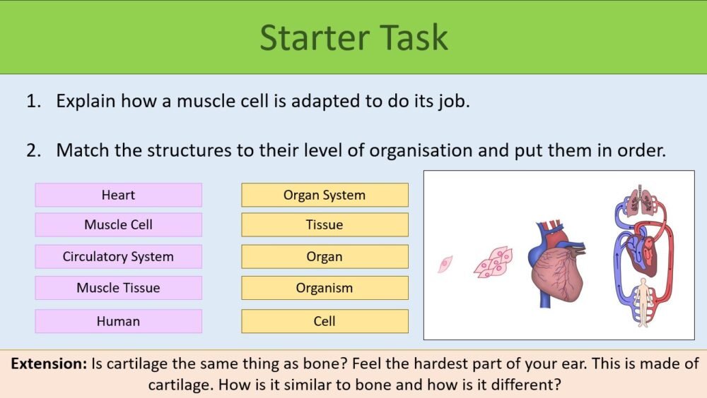 Starter Activity Starter Activity