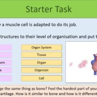 Starter Activity Starter Activity