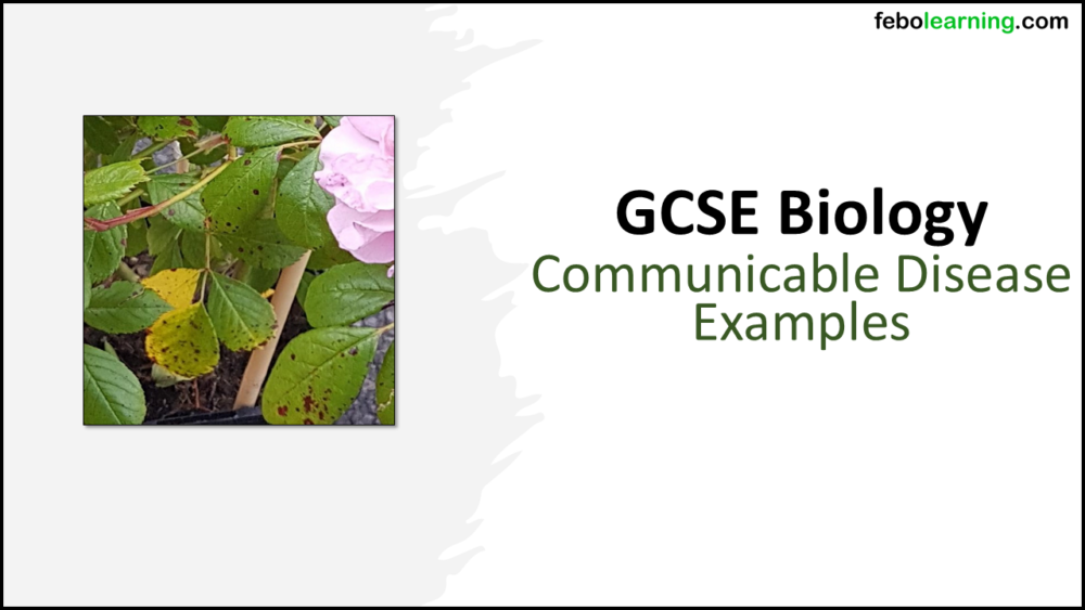 GCSE Biology Topic 3: Communicable Disease Examples Title Slide