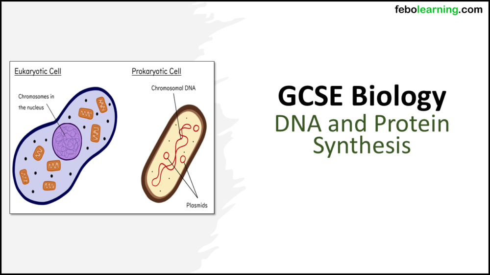 GCSE Biology Topic 6: DNA