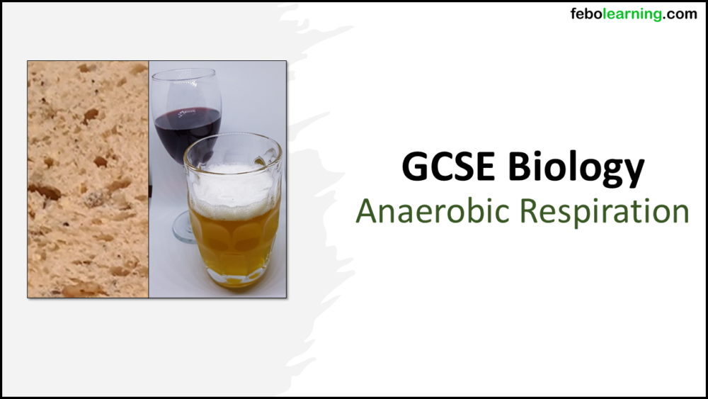 GCSE Biology Topic 4: Anaerobic Respiration Title Slide