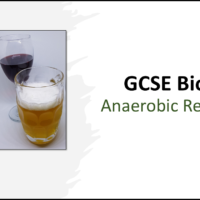 GCSE Biology Topic 4: Anaerobic Respiration Title Slide