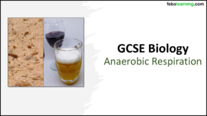 GCSE Biology Topic 4: Anaerobic Respiration Title Slide