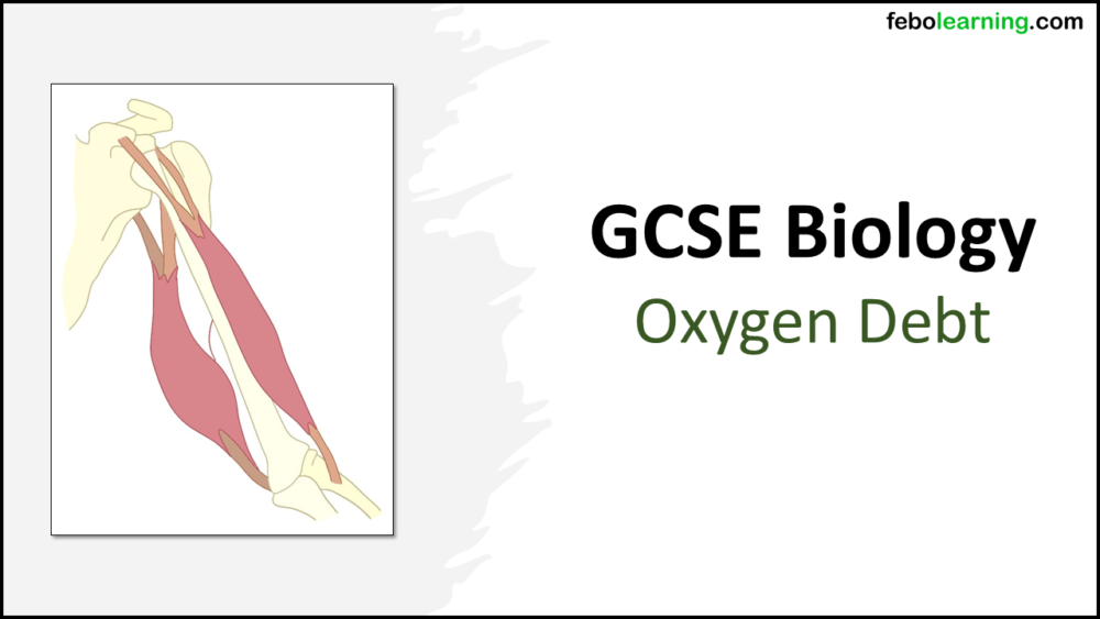 GCSE Biology Topic 4: Oxygen Debt Title Slide