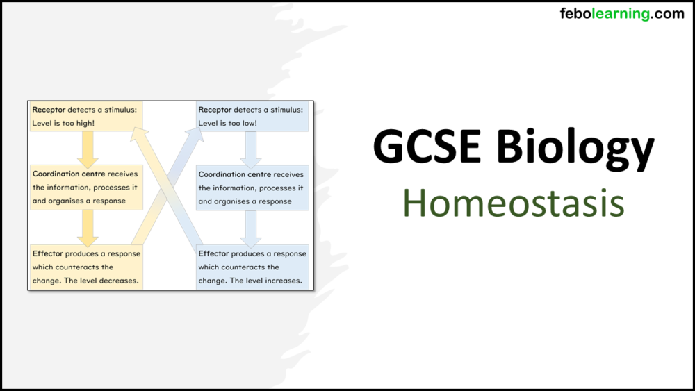 GCSE Biology Topic 5: Homeostasis Title Slide