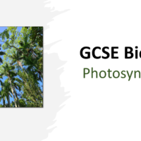 GCSE Biology Topic 4: Photosynthesis Title Slide