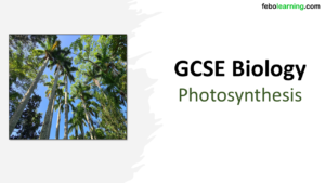 Link to the next lesson GCSE Biology Topic 4 Photosynthesis