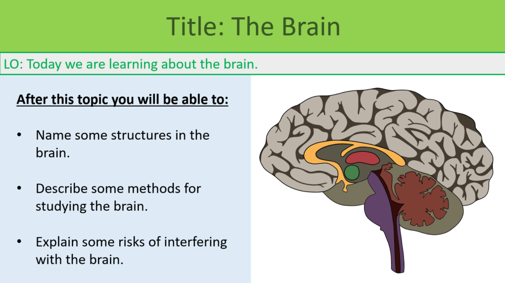 GCSE Biology Topic 5: The Brain Lesson Objectives