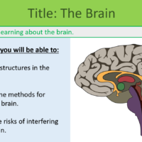 GCSE Biology Topic 5: The Brain Lesson Objectives