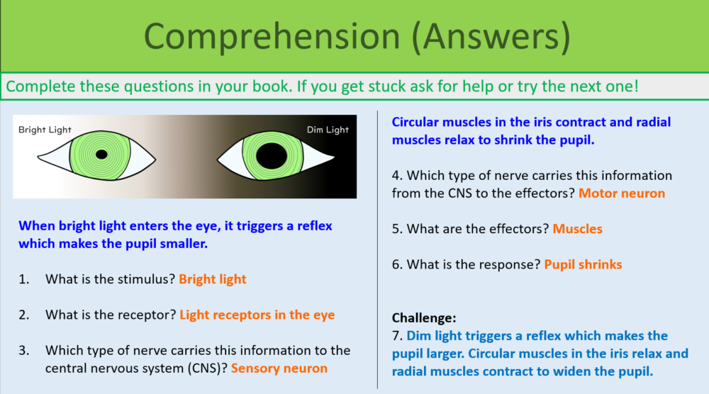 The Eye Comprehension Task