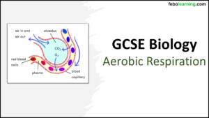 GCSE Biology Topic 4: Aerobic Respiration Title slide