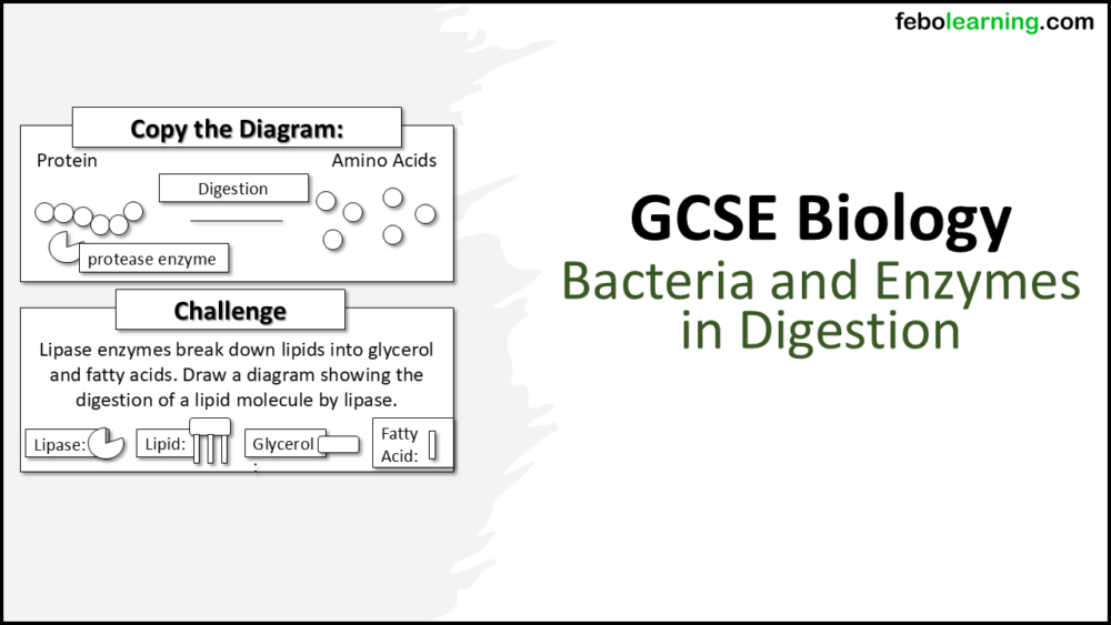 Title Bacteria and Enzymes in Digestion